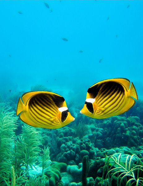 St Maarten - Aqua Boat Safari & Snorkel